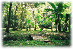 Propietario vende directamente Finca en Manzanillo