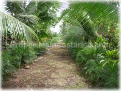 Limon real estate, for sale, land for sale, river, swimming pool, Limon properties, 1766