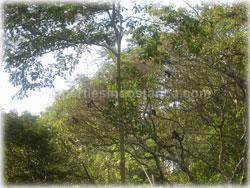 Paquera Costa Rica, Nicoya peninsula, Costa Rica real estate, ocean view land, for sale, watersprings, teak wood, Costa Rica farms