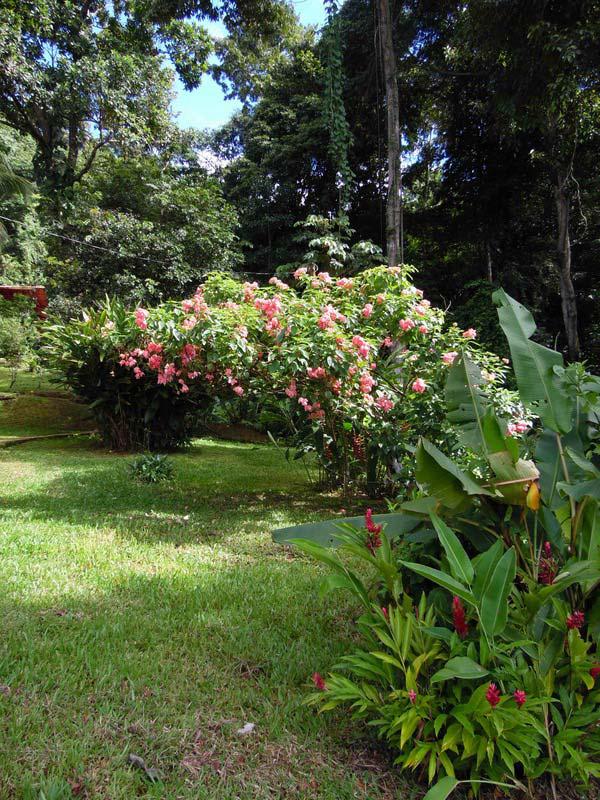 RusticRainforest Touch Three House Estate, ID CODE 2954