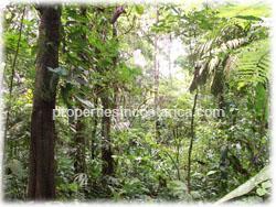 primary forest farm, Costa Rica rain forest