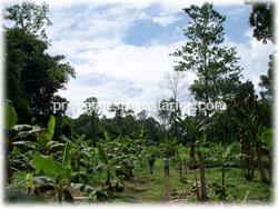 primary forest farm, Costa Rica rain forest