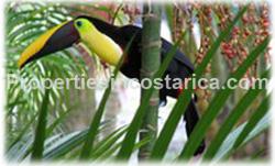 Costa Rica real estate, Golfo Dulce, Ocean view, land for sale, investment land, building land