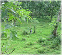 Breathtaking view of the Turrialba valley 