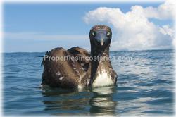 Pavones Costa Rica, Pavones real estate, for sale, Pavones houses, luxury, pool, oceanview, 1821