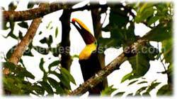 Costa Rica real estate, for sale, Dominical Costa Rica, residential development, investment opportunity, dominical beach, waterfall, jungle
