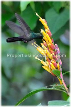 Business option, caribbean hotel, Cahuita, Security, Parking, hotel for sale
