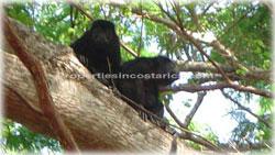 Guanacaste real estate, investment opportunities, Nicoya Peninsula, land for sale, Guanacaste for sale, Guanacaste acres, hectares, oceanview land, access, teak wood, rives, 1798
