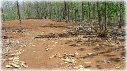 Guanacaste real estate, investment opportunities, Nicoya Peninsula, land for sale, Guanacaste for sale, Guanacaste acres, hectares, oceanview land, access, teak wood, rives, 1798
