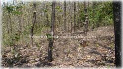 Guanacaste real estate, investment opportunities, Nicoya Peninsula, land for sale, Guanacaste for sale, Guanacaste acres, hectares, oceanview land, access, teak wood, rives, 1798