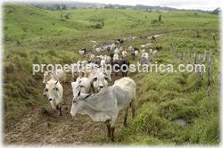 Costa Rica farms for sale, Sarapiqui real estate, rivers,waterfalls, water springs mountain range,cattle farms, land for cattle, cattle raising, cattle breeding, Costa Rica cattle investment, 1272