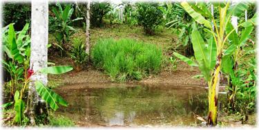 3.5 acre lot