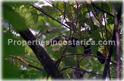 Playa Lagarto for sale, Guanacaste beach, fully titled, sunsets, coyote beach, 1671