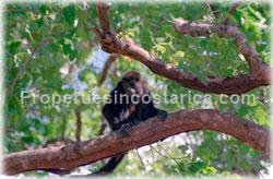 Playa Lagarto for sale, Guanacaste beach, fully titled, sunsets, coyote beach, 1671