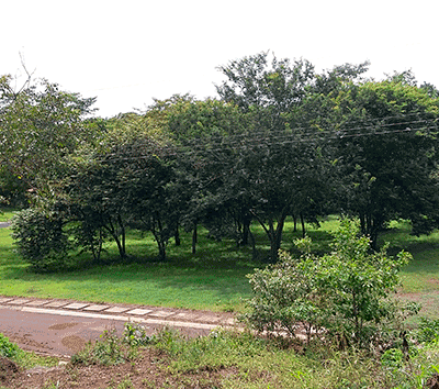 HIGHLY AFFORDABLE Lots in Gated Community 10 minutes from Tamarindo. More than half sold!