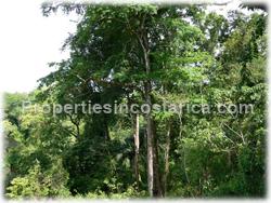 Pavones for sale, Pavones land, Pavones jungle, Puntarenas, Costa Rica, south pacific, tree house, surfing, fishing, hiking, wildlife, point break, river, tree house, watch tower, rain forest, real jungle, 1511
