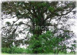 Limon real estate, Limon lots, Guapiles, for sale, river, investment