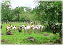 Limon real estate, Limon lots, Guapiles, for sale, river, investment
