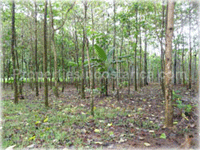Costa Rica Real Estate