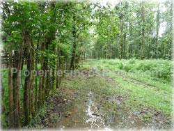 Limon land for sale, Guapiles land, Pococi land, real estate, river, farming, wood, horse, cattle, husbandry, investment,1743
