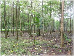 Limon land for sale, Guapiles land, Pococi land, real estate, river, farming, wood, horse, cattle, husbandry, investment,1743