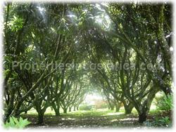 La Garita, Alajuela estate, lot with