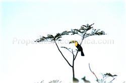 Mountain ocean view land, Costa Rica ocean view lots, eco residential development, development land for sale, Costa Rica land for development, Orotina real estate, Gulf view land, Pacific ocean views