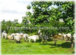 Vacation Costa Rica, Yoga Retreat, Boot Camp, Vacation Farm, estate, ranch, secluded mountain estate, horses, Wildlife, quiet vacation stay