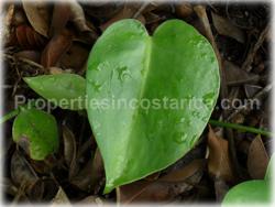 Escazu for sale, lot for sale, Escazu real estate, investment, house, nature, golden mile, trees, flora, fauna, 1440