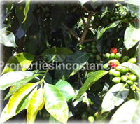 Near Central Valley, quality coffee plantation for sale