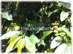 Costa Rica real estate, coffe plantation Costa Rica, for sale, producing, fertile, investment, coffee farm, business, fertile plantation