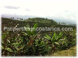 Costa Rica real estate, coffe plantation Costa Rica, for sale, producing, fertile, investment, coffee farm, business, fertile plantation