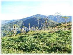 Puntarenas mountain, mountain for sale, mountain land, development, investment, 1595