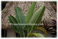 Costa Rica, real estate, for sale, swimming pool, oceanview, panoramic, beach, dominical, south pacific, surf, 1917
