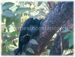 Tamarindo land, for sale, oceanview, mountain view, hills, creek, nature, animals, trees, tamarindo downtown, beach, 1580