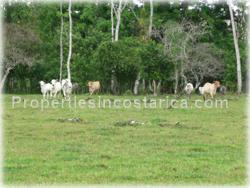 Guapiles Limon, Guapiles for sale, Guapiles real estate,land for cattle, pasture, agriculture, investment land, Costa Rica,1708
