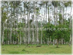 Guapiles Limon, Guapiles for sale, Guapiles real estate,land for cattle, pasture, agriculture, investment land, Costa Rica,1708