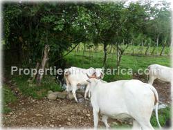 Guapiles Limon, Guapiles for sale, Guapiles real estate,land for cattle, pasture, agriculture, investment land, Costa Rica,1708