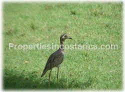 Costa Rica real estate, Guanacaste Real Estate, for sale, land for sale, development farm, titled land, Costa Rica farms
