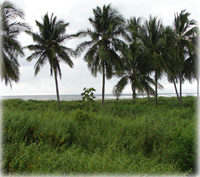 Playa Venado, Junquillal, Guanacaste, Titled Beachfront Property