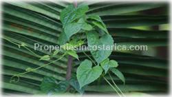 Santa Teresa, real estate, Mal Pais, beach, land, for sale, prime, premier, ocean view,