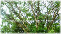 Santa Teresa, real estate, Mal Pais, beach, land, for sale, prime, premier, ocean view,