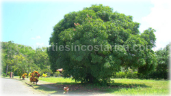 Hermosa for sale, Hermosa beach, lots for sale, Costa Rica Hermosa, Hermosa investment, 1697