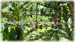 San Isidro, Real Estate, Perez Zeledon, for sale, land, farms, farm, acreage, properties, agriculture, cattle, residential development
