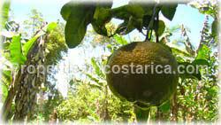 San Isidro, Real Estate, Perez Zeledon, for sale, land, farms, farm, acreage, properties, agriculture, cattle, residential development
