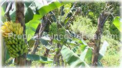 San Isidro, Real Estate, Perez Zeledon, for sale, land, farms, farm, acreage, properties, agriculture, cattle, residential development