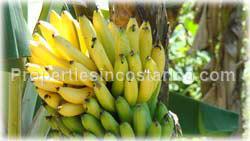 San Isidro, Real Estate, Perez Zeledon, for sale, land, farms, farm, acreage, properties, agriculture, cattle, residential development