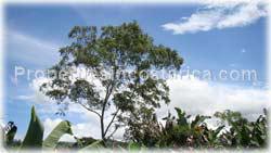 San Isidro, Real Estate, Perez Zeledon, for sale, land, farms, farm, acreage, properties, agriculture, cattle, residential development