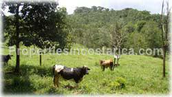 San Isidro, Real Estate, Perez Zeledon, for sale, land, farms, farm, acreage, properties, agriculture, cattle, residential development