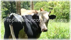 San Isidro, Real Estate, Perez Zeledon, for sale, land, farms, farm, acreage, properties, agriculture, cattle, residential development